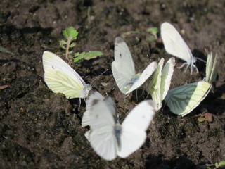 A group of white little butterflies sitting on the ground