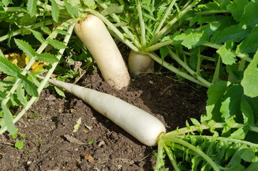 Daikon radish growing in the garden