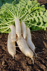 Harvested daikon radish on the ground