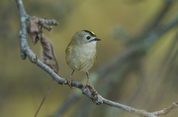 A pretty Goldcrest (Regulus regulus) perching on a branch in a tree. It is hunting for insects to eat.	