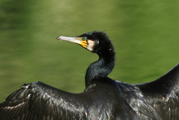 A head shot of a Cormorant (Phalacrocorax carbo) with its wings open drying them after hunting under water.