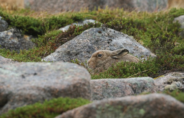 A magnificent Mountain Hare (Lepus timidus) in the highlands of Scotland in its brown summer coat, sheltering in a 'form', which is simply a shallow depression in the ground or heather.
