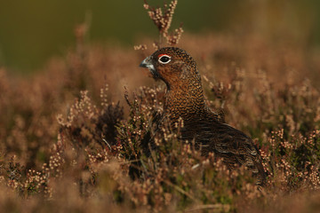 A stunning Red Grouse (Lagopus lagopus) standing amongst the heather in the highlands of Scotland.	