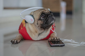 Adorable pug dog laying on the floor and listen music from mobile phone.