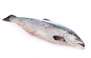 salmon fish