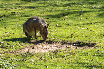 Großer Pampashase - Dolichotis patagonum