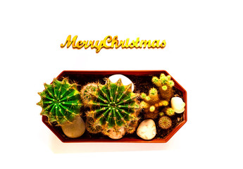 Little cacti using of stamp of merry Christmas. Copy space, closeup.