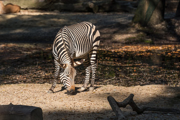 Bergzebra - Equus zebra hartmannae