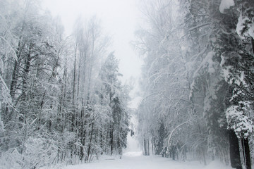 Beautiful winter landscape with snowy road in the winter forest with  snow-covered trees. Snowfall in the forest on a cold winter day. Nature, landscape concept.