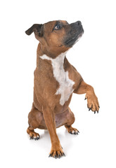 staffordshire bull terrier