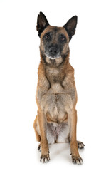 malinois in studio