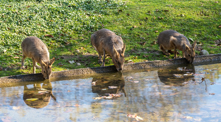Großer Pampashase - Dolichotis patagonum