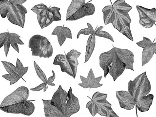 Vintage plants and leaves illustration