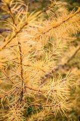 larch tree in autumn