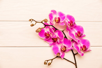 A branch of purple orchids on a white wooden background 