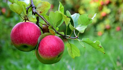 Zwei reife rote Äpfel an einem Ast, freigestellt vor grünen Hintergrund, Banner