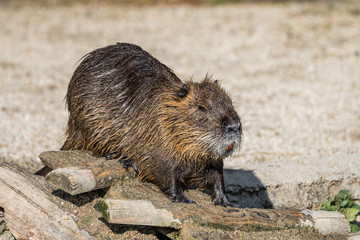 Biber - Myocastor coypus