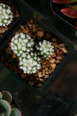 Cactus in farm
