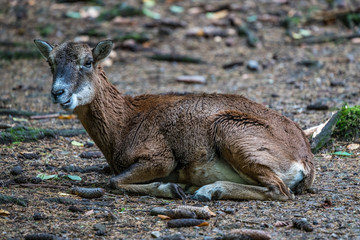 Europäischer Mufflon - Ovis gmelini musimon