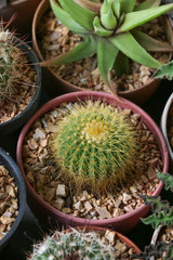 Cactus in farm