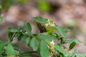 Butterfly on leaves 