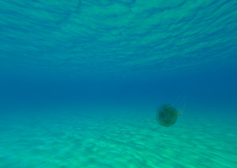 Obraz na płótnie Canvas Buceando con una medusa en un fondo arenoso en Menorca