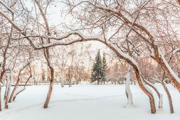 Fototapeta premium Winter day in the Park. Trees in snow