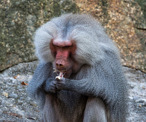 Mantelpavian - Hamadryas baboon