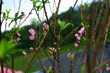 Beautiful Sakura in Thailand at Chiangmai.