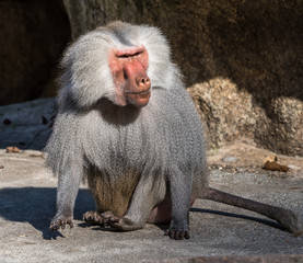 Mantelpavian - Hamadryas baboon