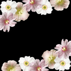 Beautiful floral background of mallows and the daffodils 