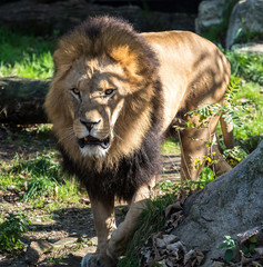 Löwe - Panthera leo