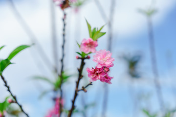 Beautiful Sakura in Thailand at Chiangmai.