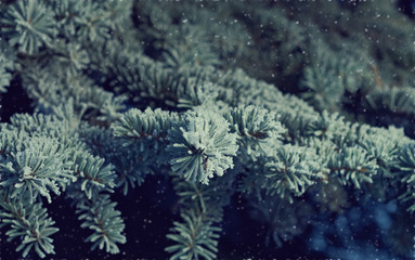 Winter frost on spruce tree