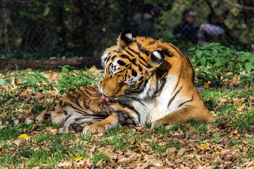 Tiger - Panthera tigris