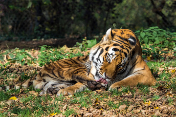 Tiger - Panthera tigris