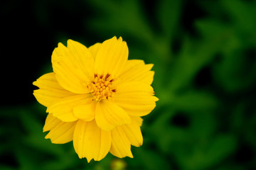 Fototapeta premium Beautiful yellow flowers with have droplets floating after rain and green leaf background yellow flowers and green leaf nature fresh background
