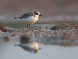 Kentish plover
