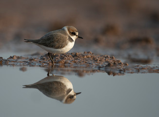 Kentish plover