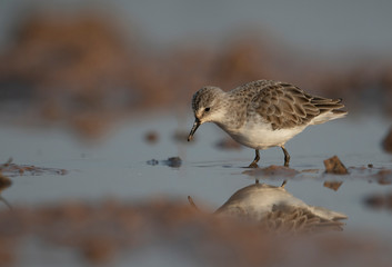Little Stint in wetland