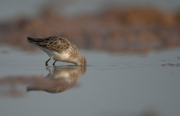 Little Stint in wetland