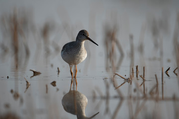 Spotted redshank (Tringa erythropus)