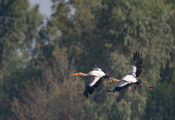 Painted stork flying 
