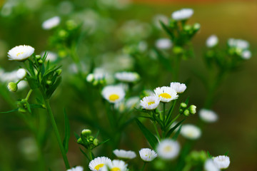 Beautiful white flowers with green trunk as the background at Mon Jam,Chiang Mai,Thailand.