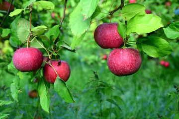 Streuobstwiese, Apfelbäume im Garten