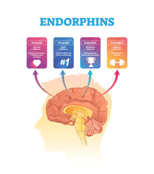 Endorphins vector illustration. Isolated hormones scheme with human brain.