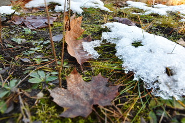 leaf in snow
