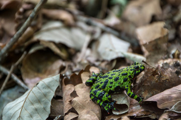 Green frog on dried leaves. 