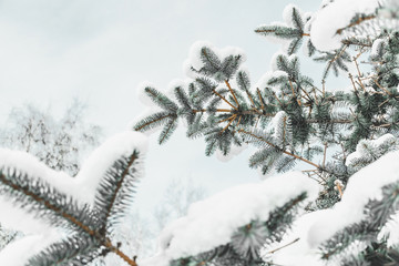 Christmas tree in the snow against the sky