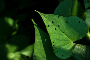 Tree Sweet potato at garden
